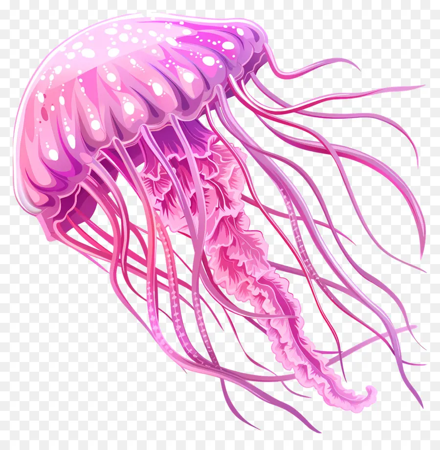 медузы，розовый PNG