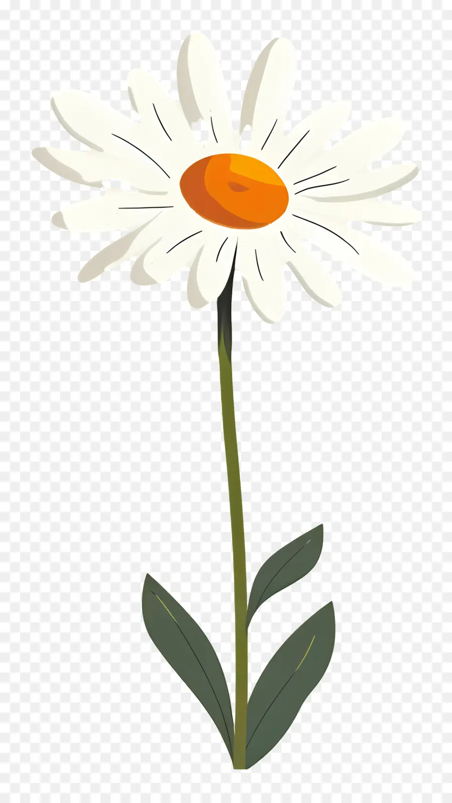 Дейзи，белый цветок PNG
