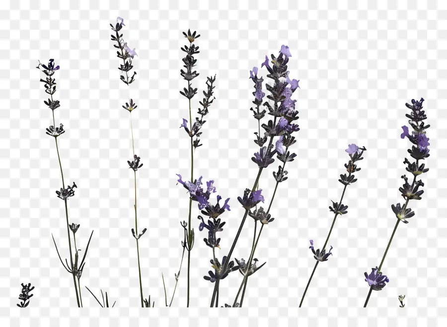 лаванда，фиолетовые цветы PNG