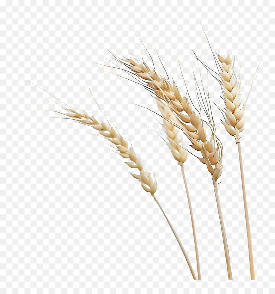 Пшеницы，стебель PNG