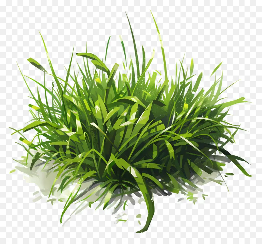 зеленая трава，трава PNG