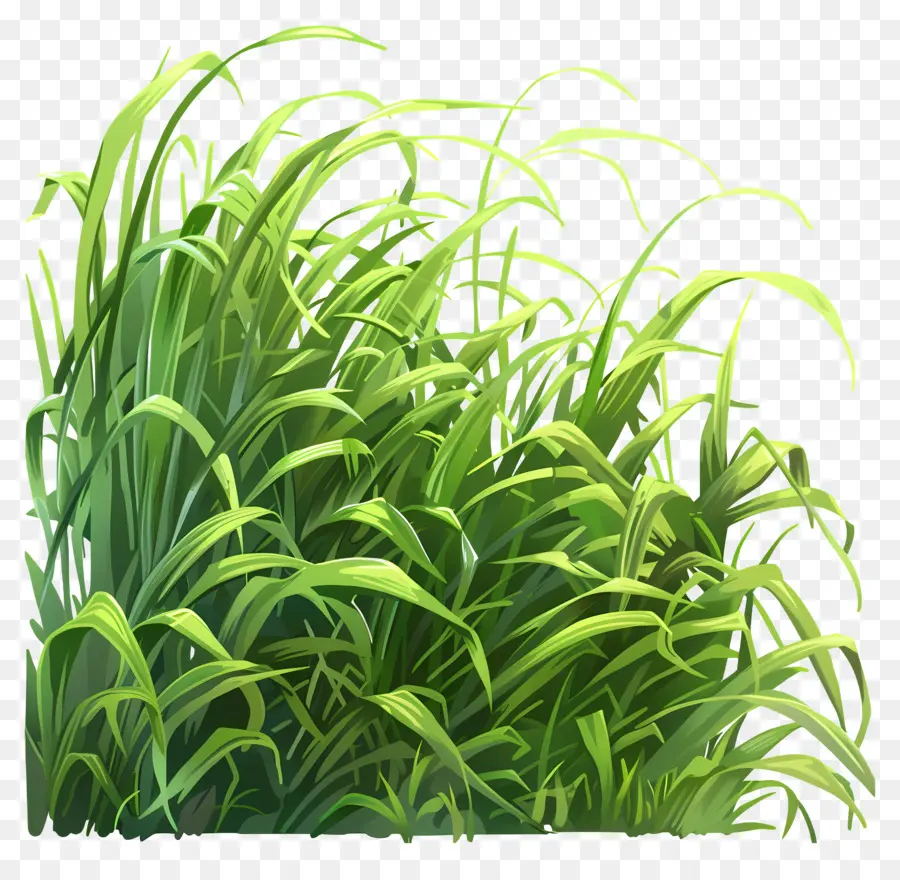 зеленая трава，Поле PNG