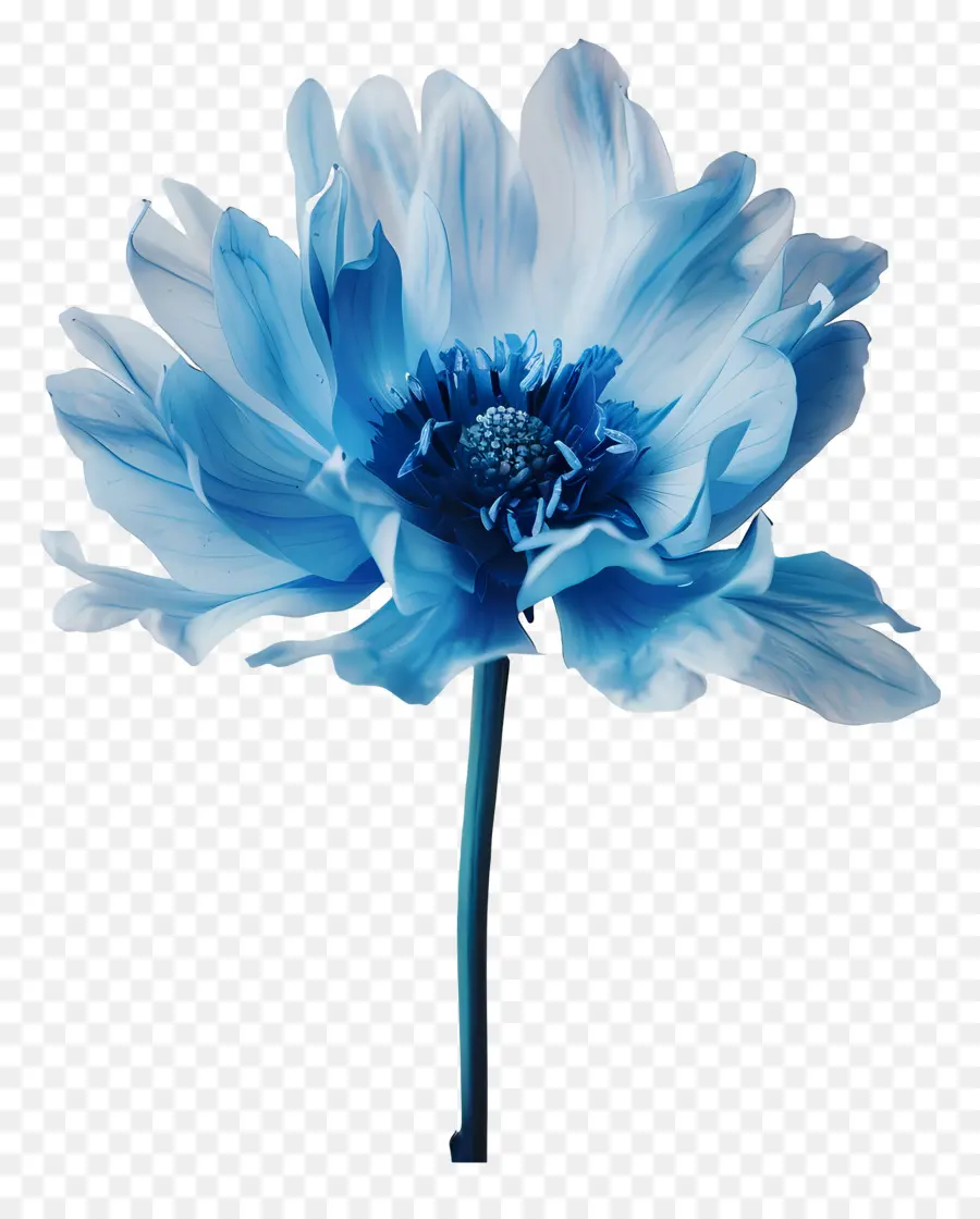 Голубой цветок，Белый Центр PNG