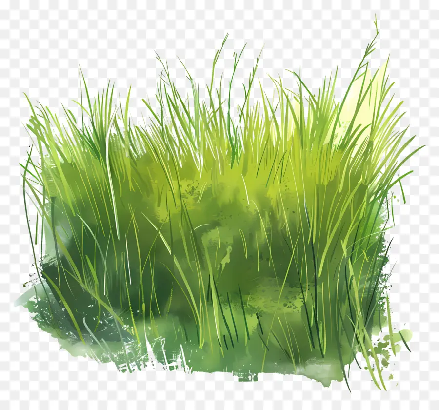 трава поле，зеленая трава PNG