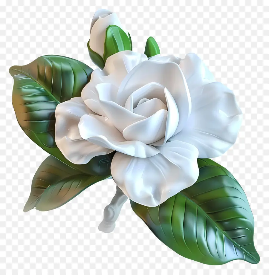 гардения цветок，белый цветок PNG