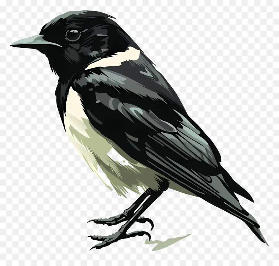 Птица，черный и белый PNG