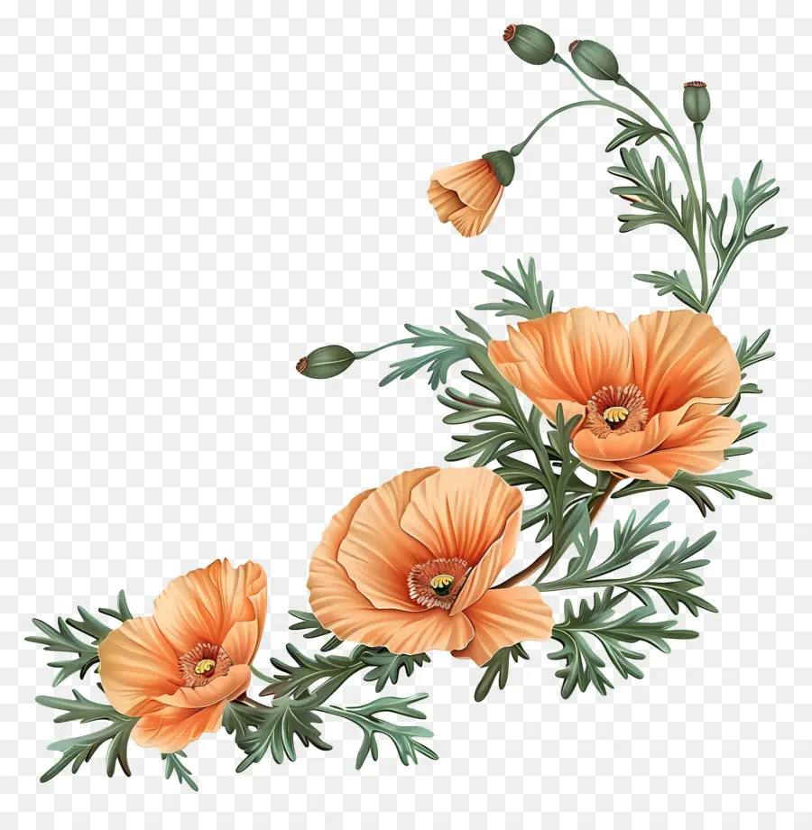 Оранжевые маковые цветы，Винтаж PNG