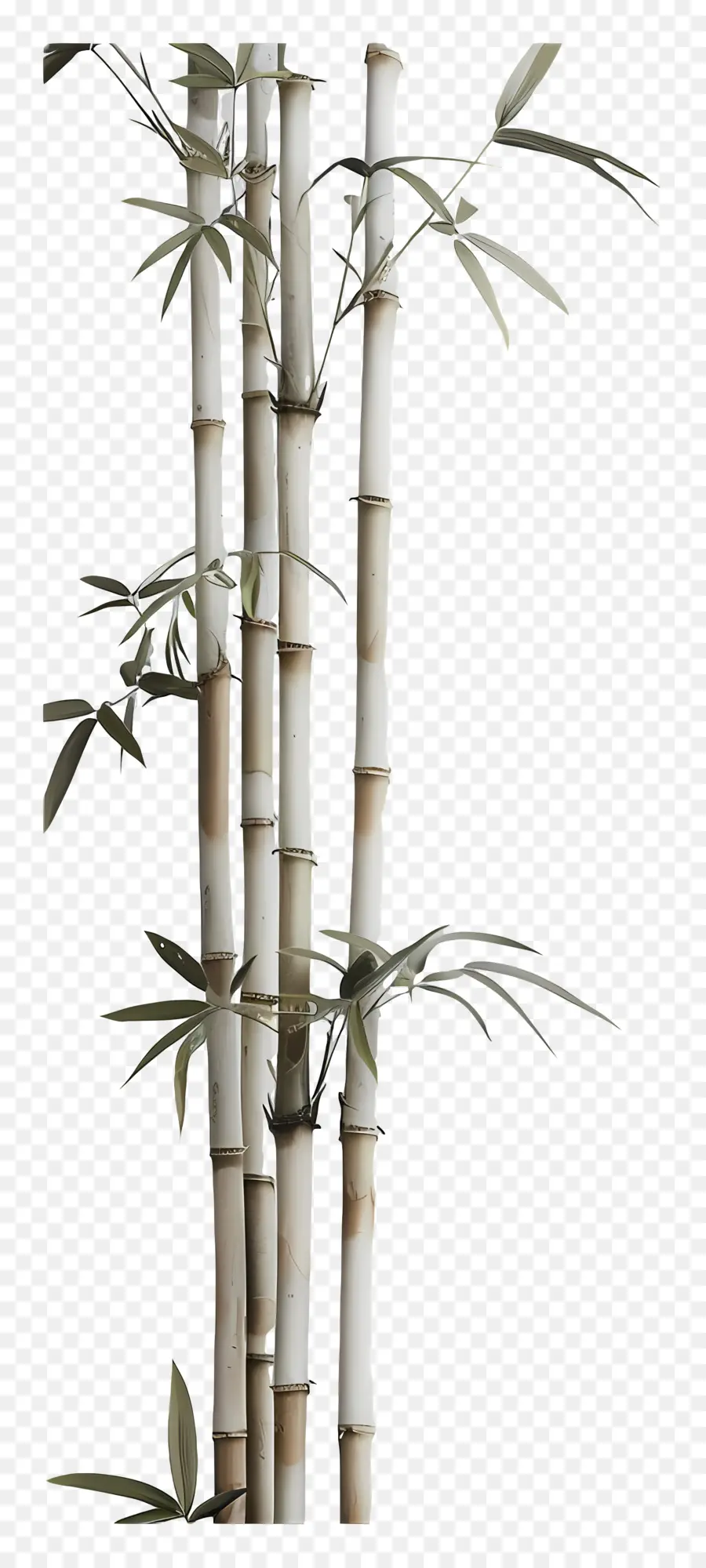 Bamboo，бамбук растение PNG