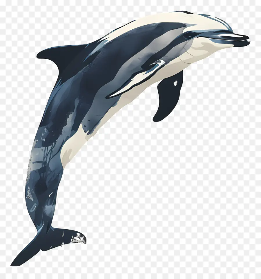 Дельфин，Bottlenose Dolphin PNG