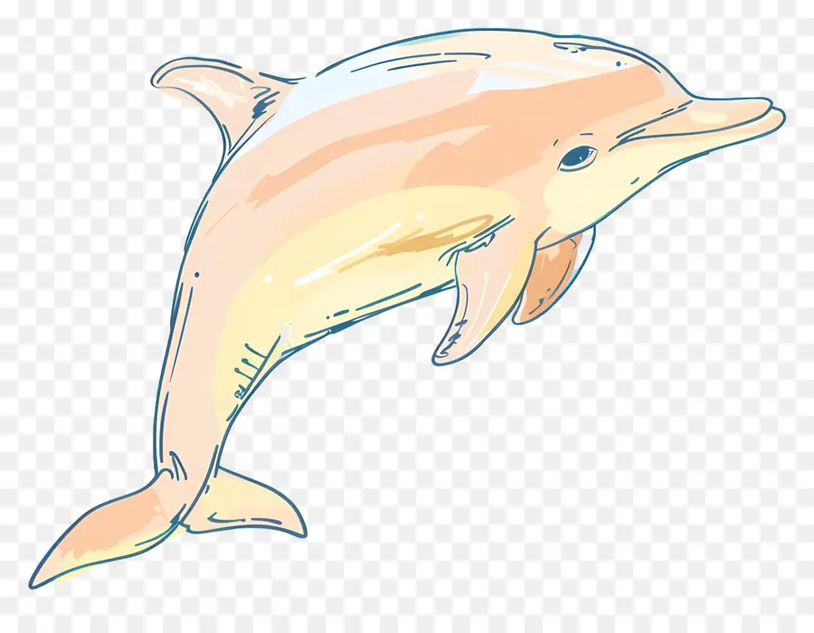 Дельфин，Морское животное PNG
