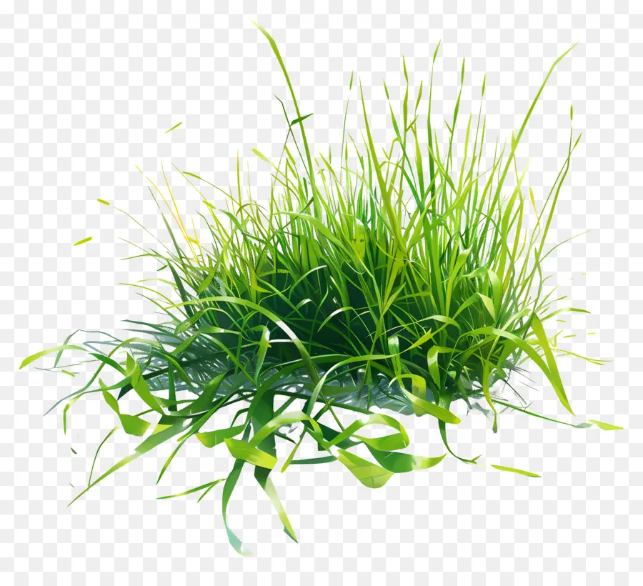 зеленая трава，длинные листья PNG