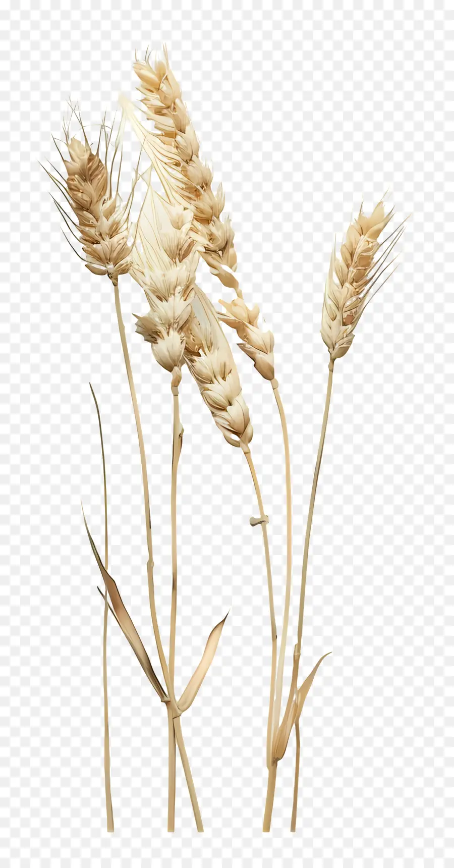 Пшеницы，Farming PNG