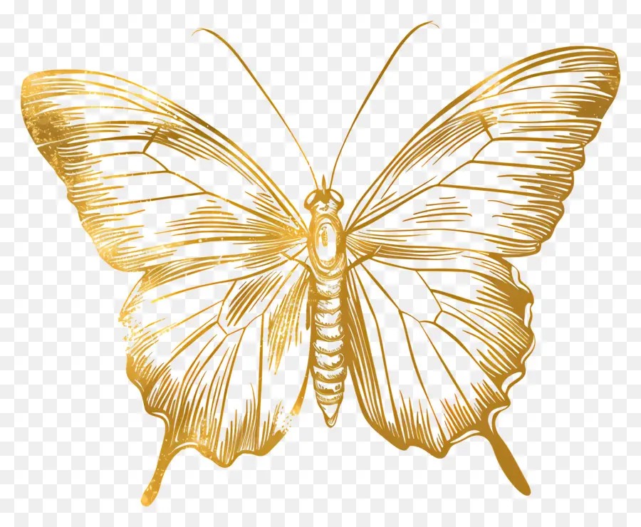 Золотая бабочка，Бабочка PNG