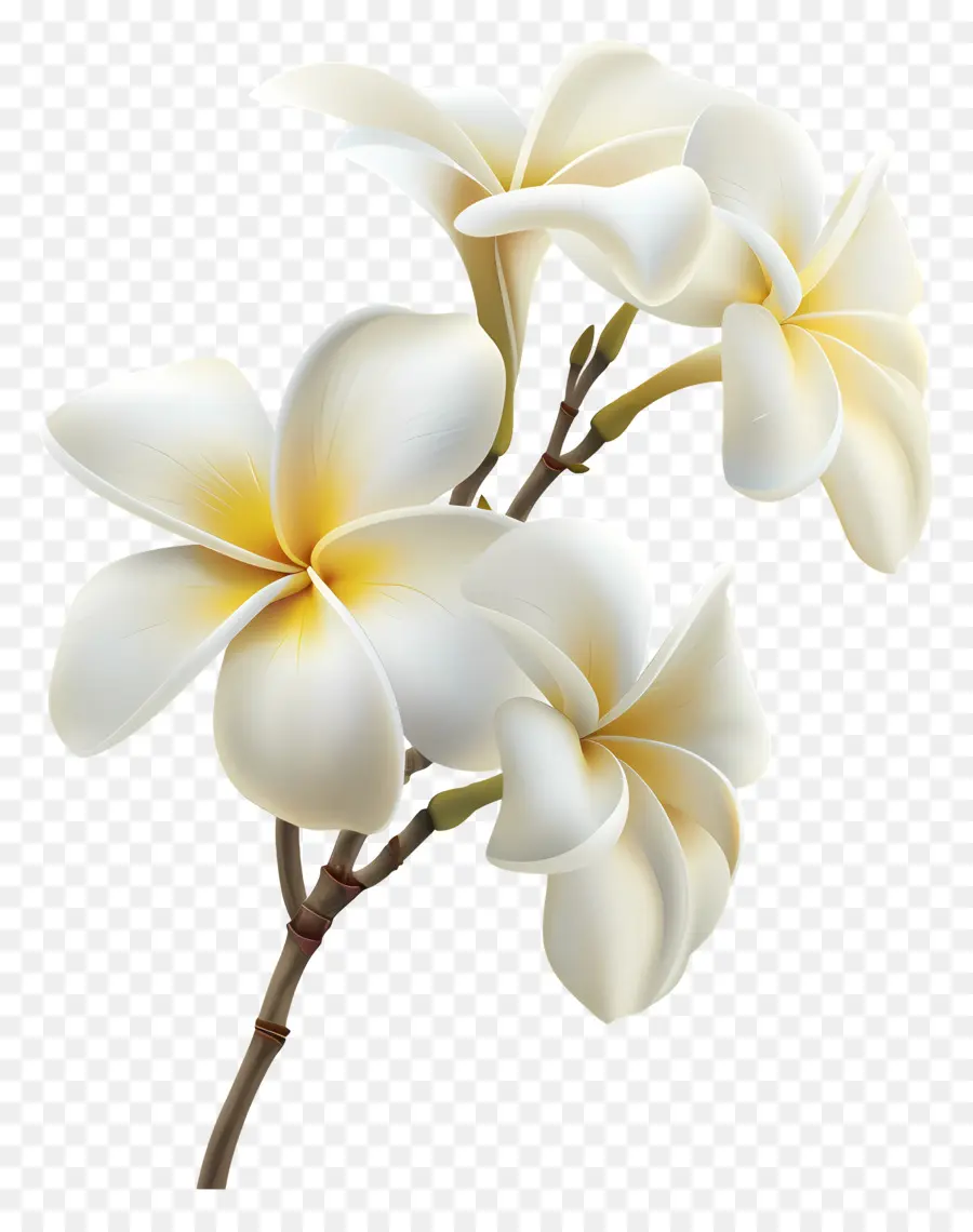 Белая плюмерия，Plumeria Flowers PNG