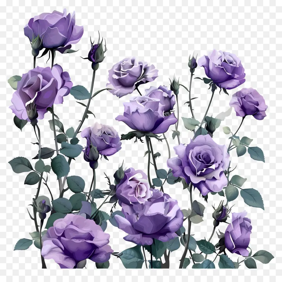 Сад роз，фиолетовые розы PNG