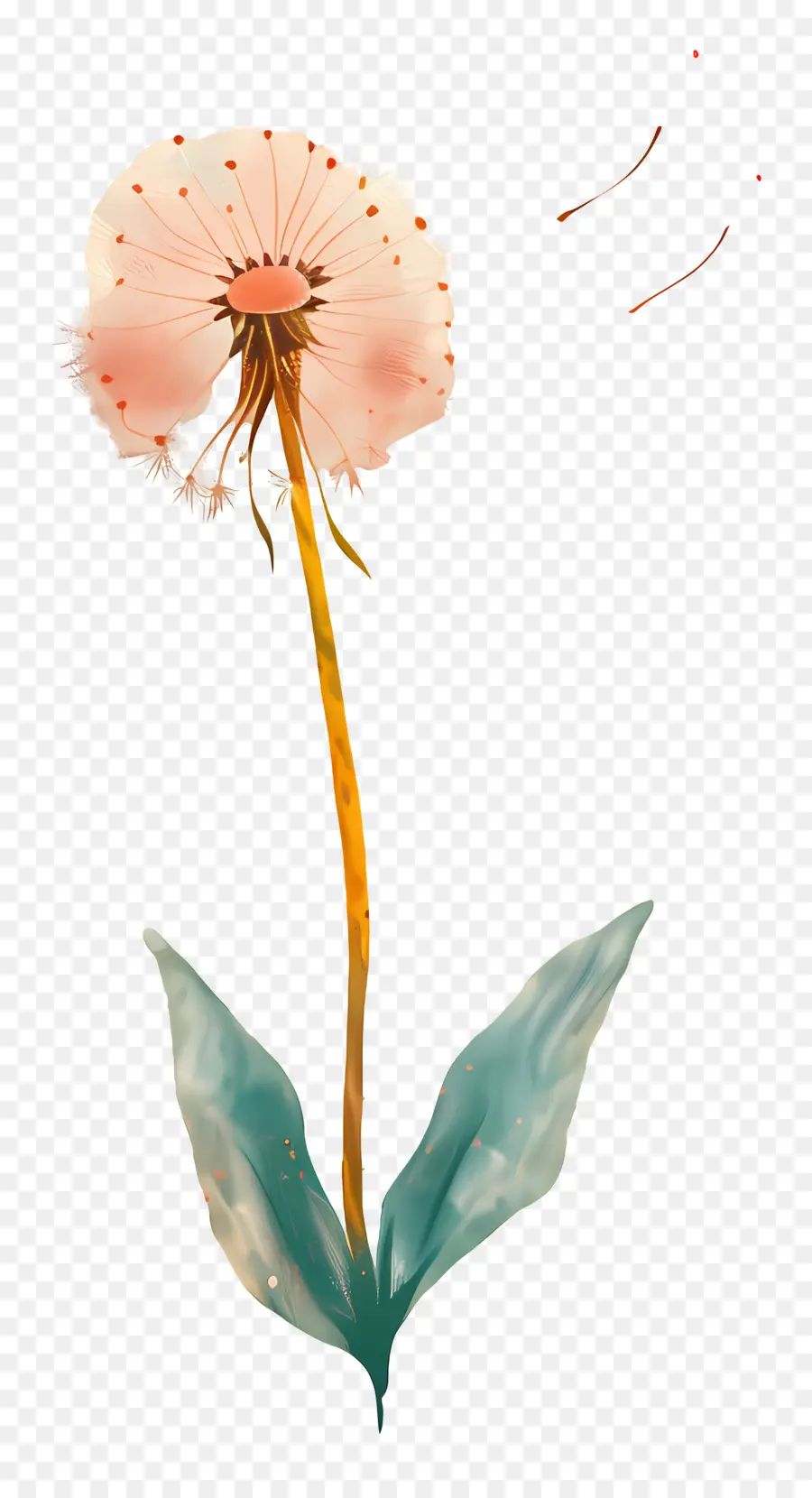 одуванчик，розовый цветок PNG