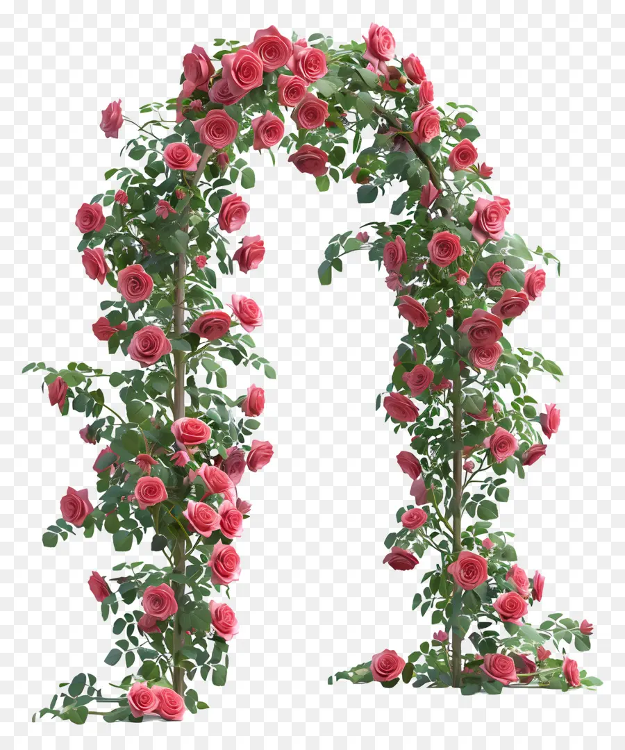 Сад роз，арка розы PNG