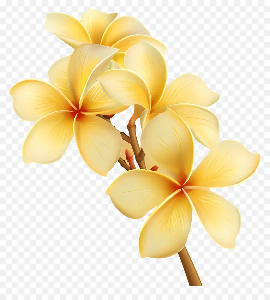 Желтая плюмерия，Plumeria Flowers PNG