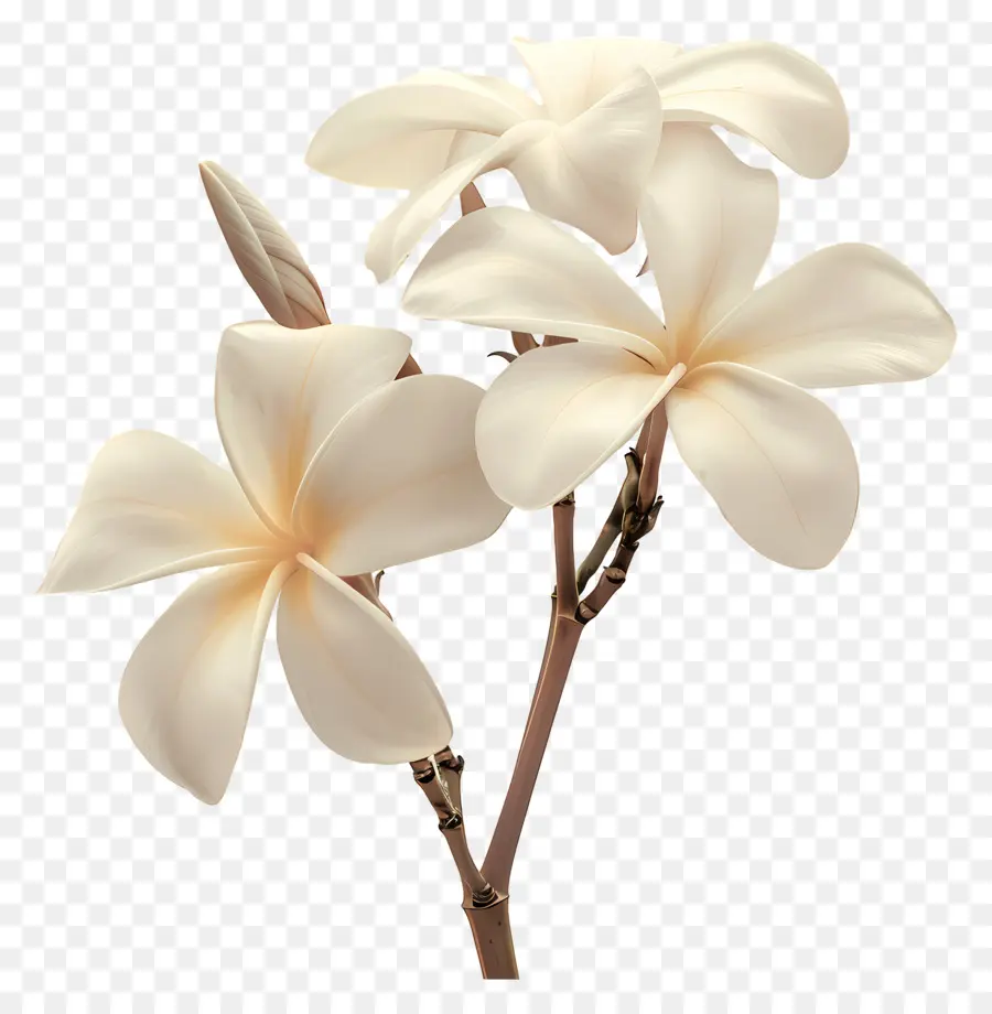 Белая плюмерия，Plumeria Flowers PNG