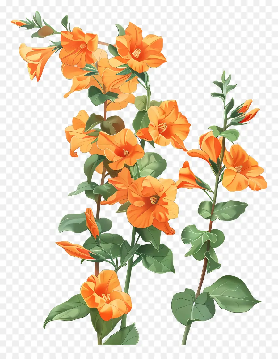 Оранжевая Сандерсона，оранжевые цветы PNG