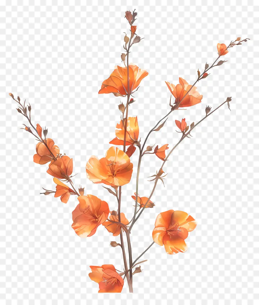 Оранжевая Сандерсона，оранжевые цветы PNG