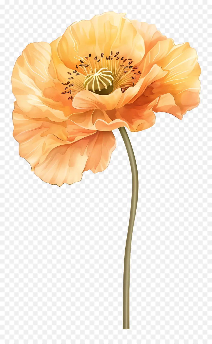 Оранжевые маковые цветы，цветок мака PNG