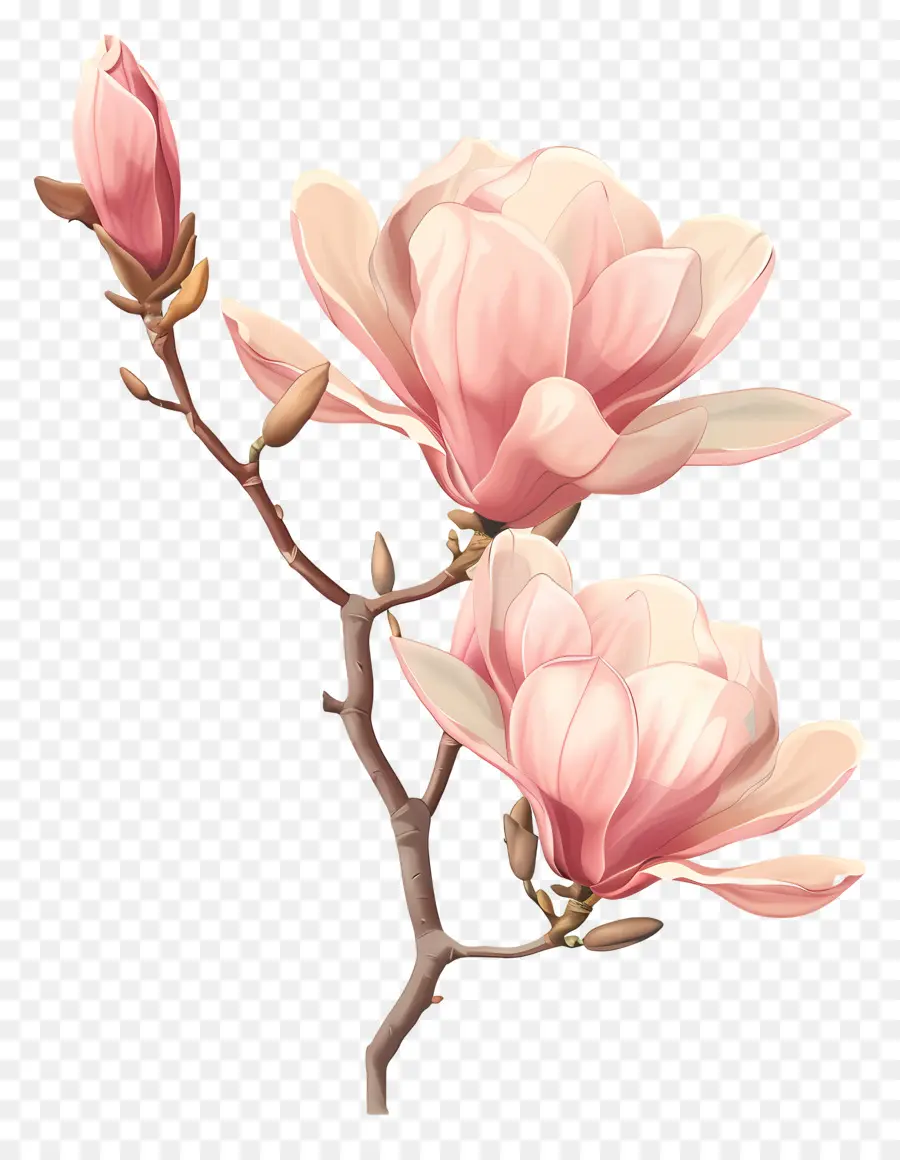 Розовая Магнолия，магнолия цветы PNG