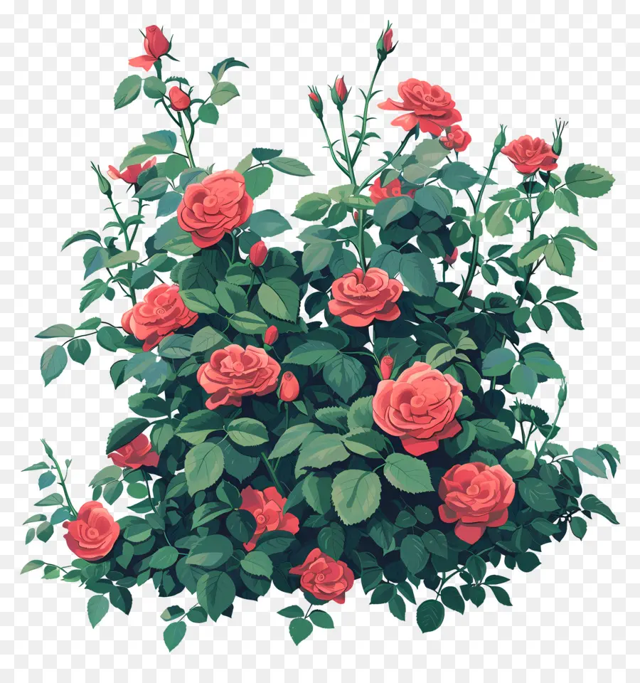 Сад роз，растение роза PNG