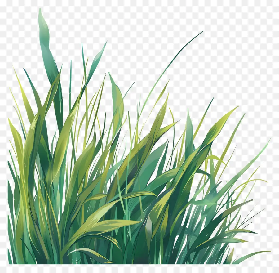 зеленая трава，солнечный день PNG