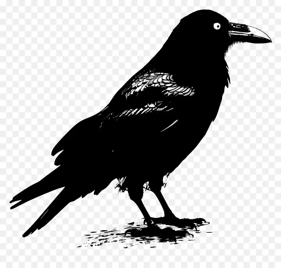 силуэт ворона，Черный ворон PNG