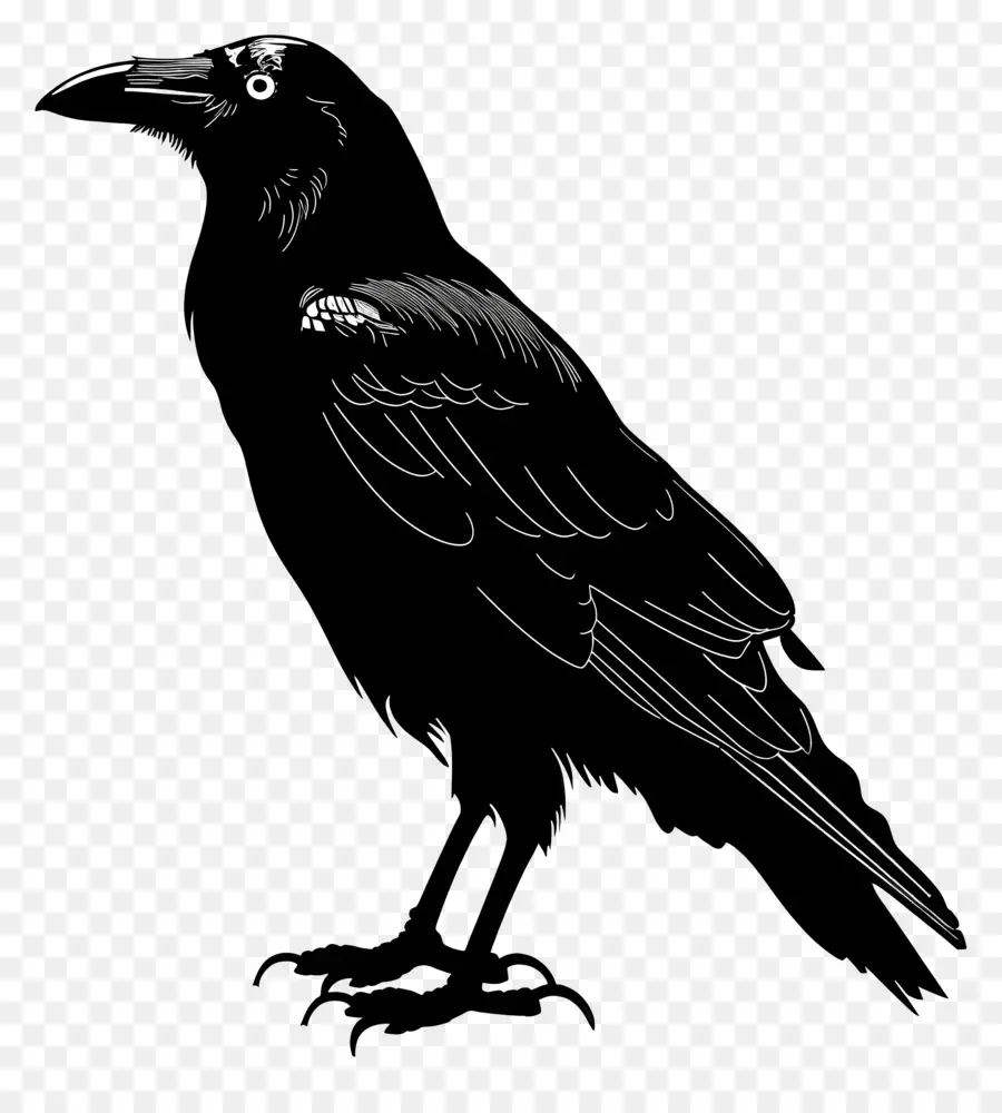 силуэт ворона，черная птица PNG