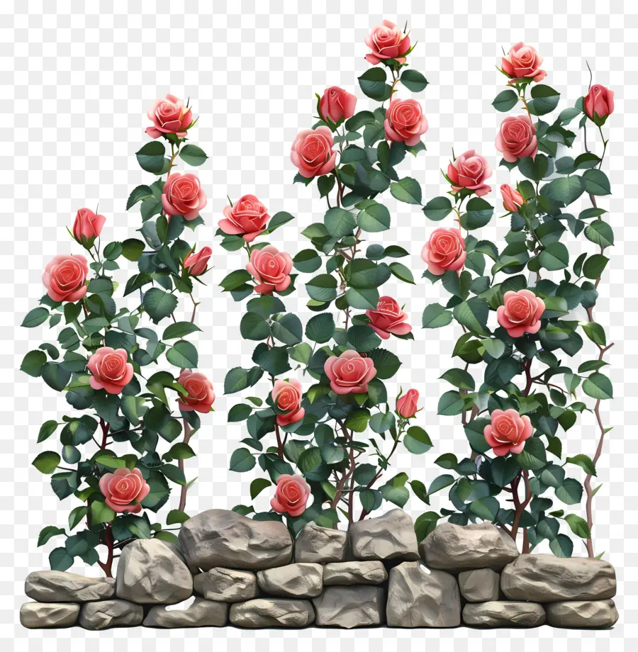 Сад роз，каменная стена PNG