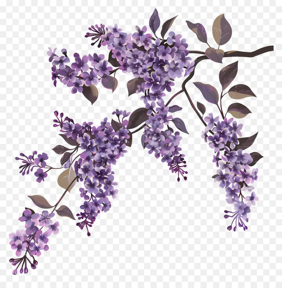 сиреневые цветы，фиолетовый сиреневый PNG