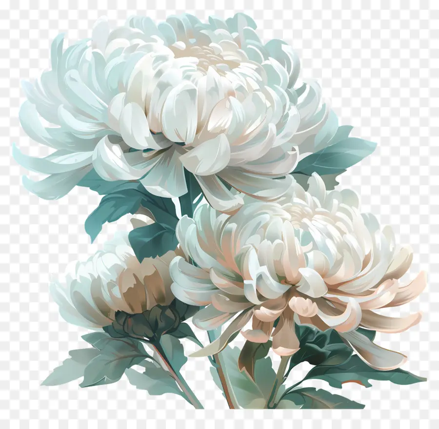 цифровой цветок，Белые хризантемы PNG