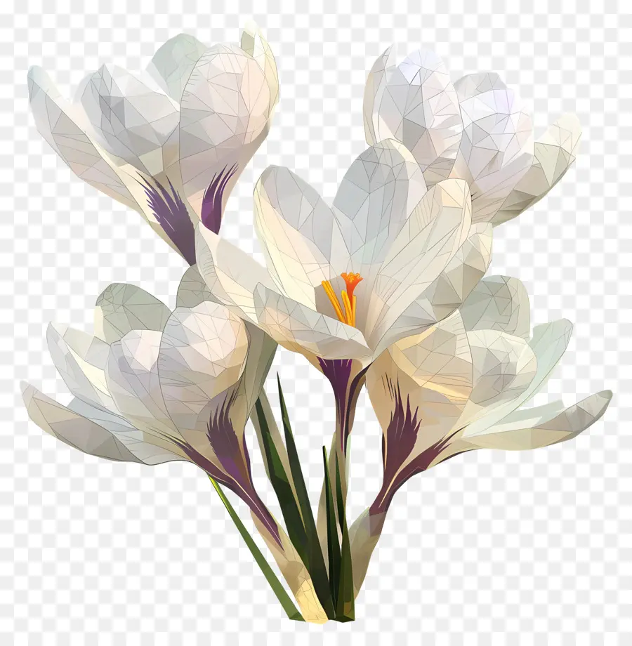 цифровой цветок，белые крокусы PNG