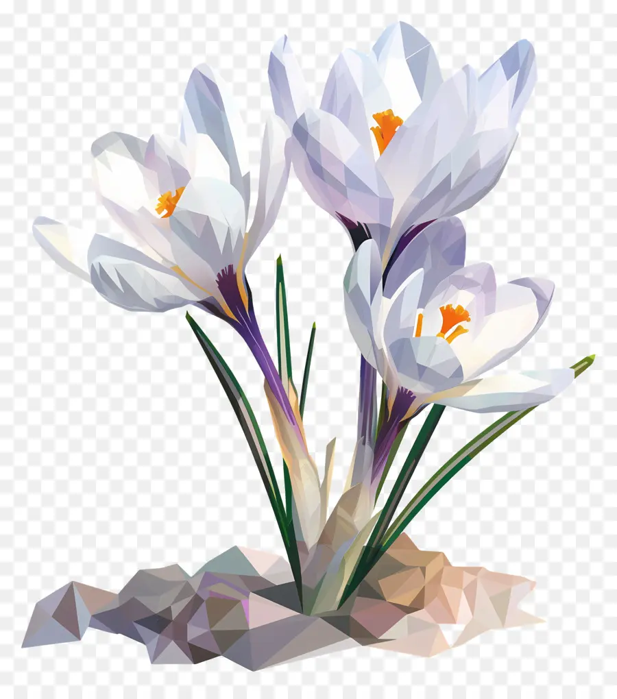 цифровой цветок，белый Крокус PNG