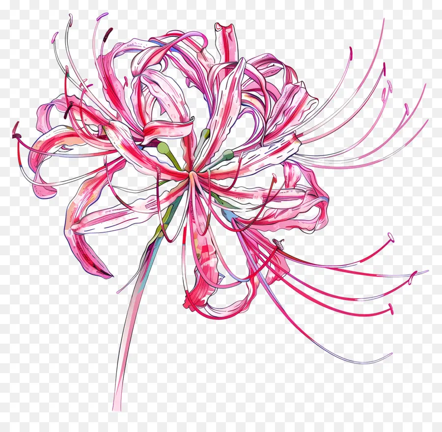 паук Лили，Розовый сиреневый цветок PNG