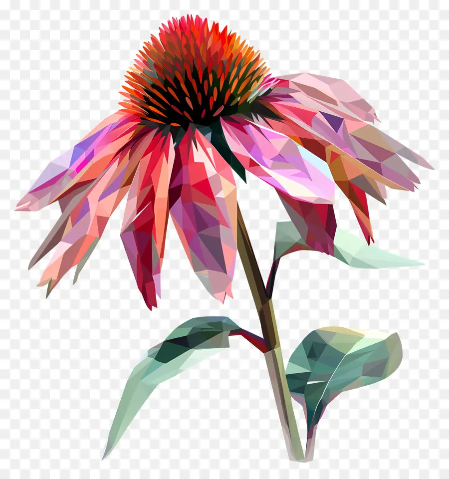 цифровой цветок，Пуансеттия PNG