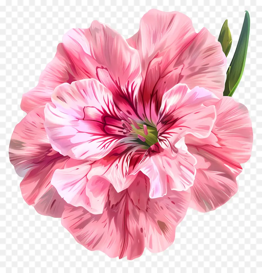 Цифровое цветочное искусство，розовый цветок PNG