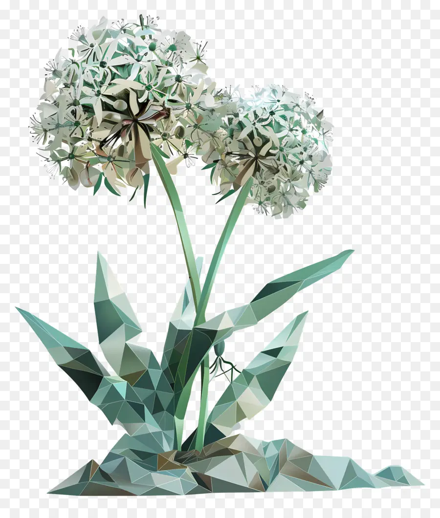 цифровой цветок，Чеснок PNG