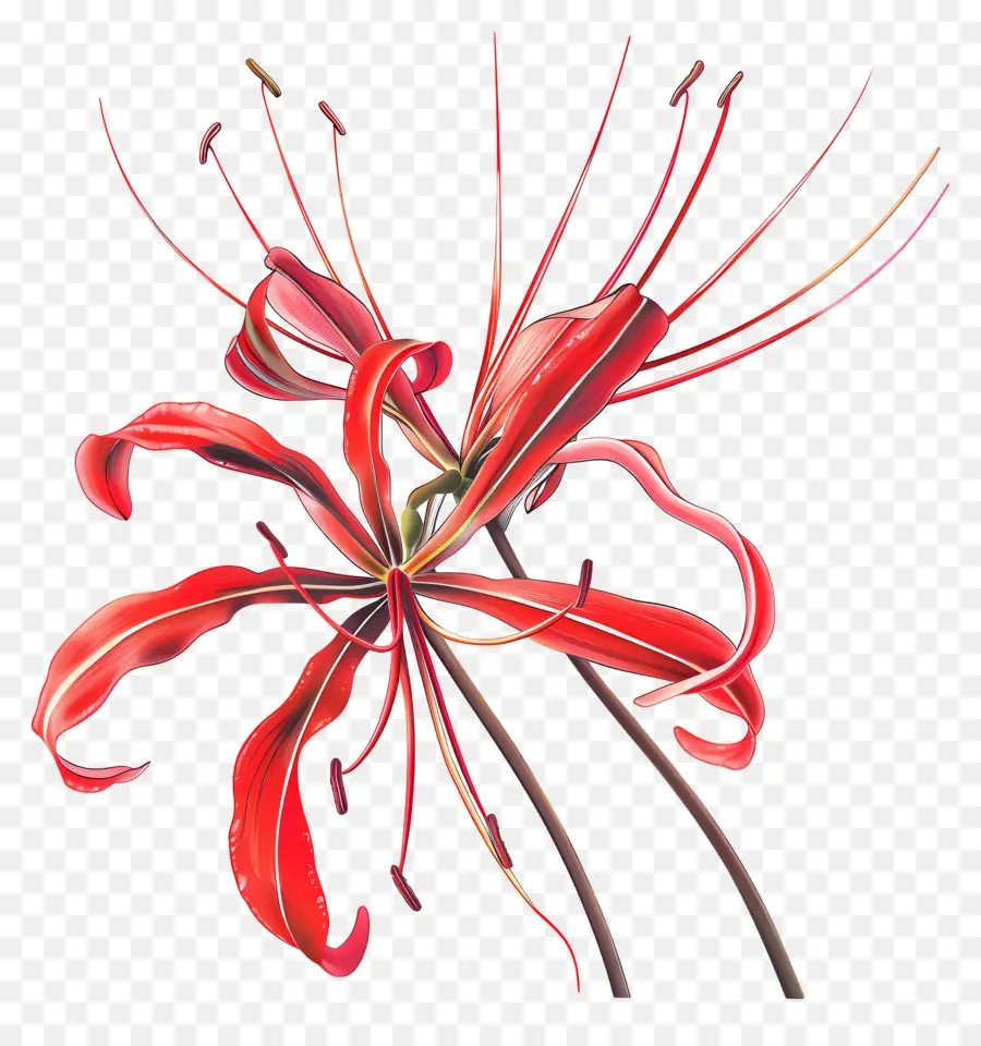 паук Лили，красный цветок PNG