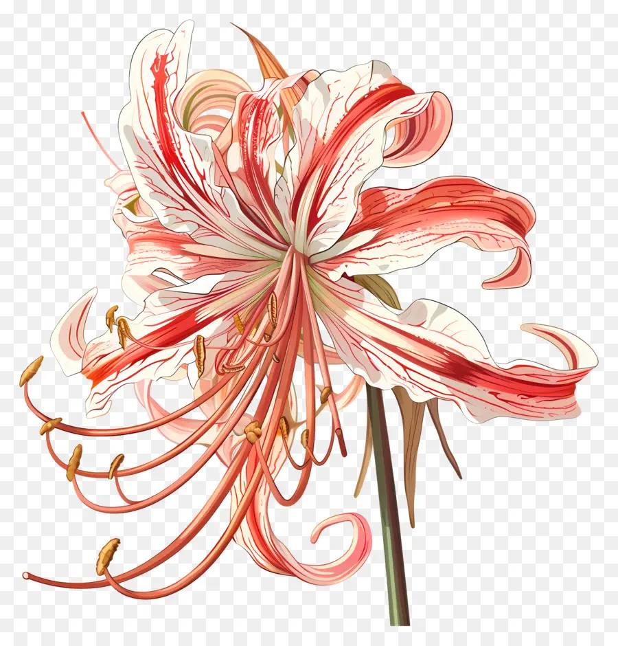 паук Лили，цветок лилии PNG