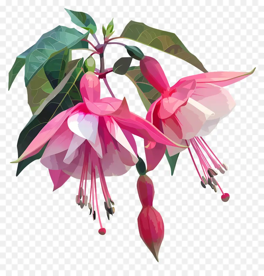 цифровой цветок，фуксия цветок PNG