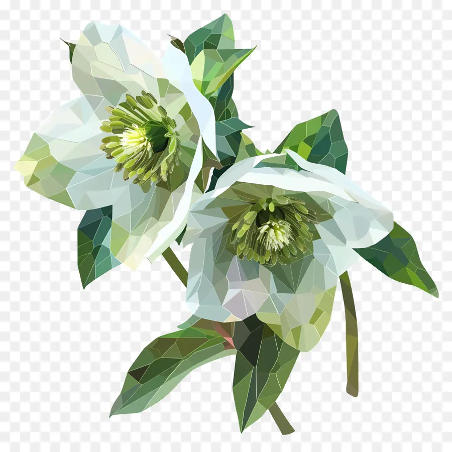 цифровой цветок，белые цветы PNG