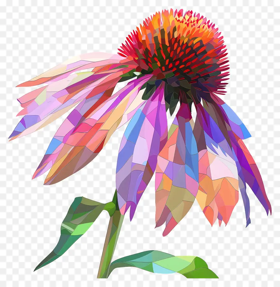 цифровой цветок，эхинацея PNG