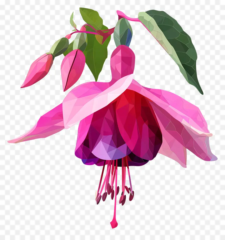 цифровой цветок，фуксия цветок PNG