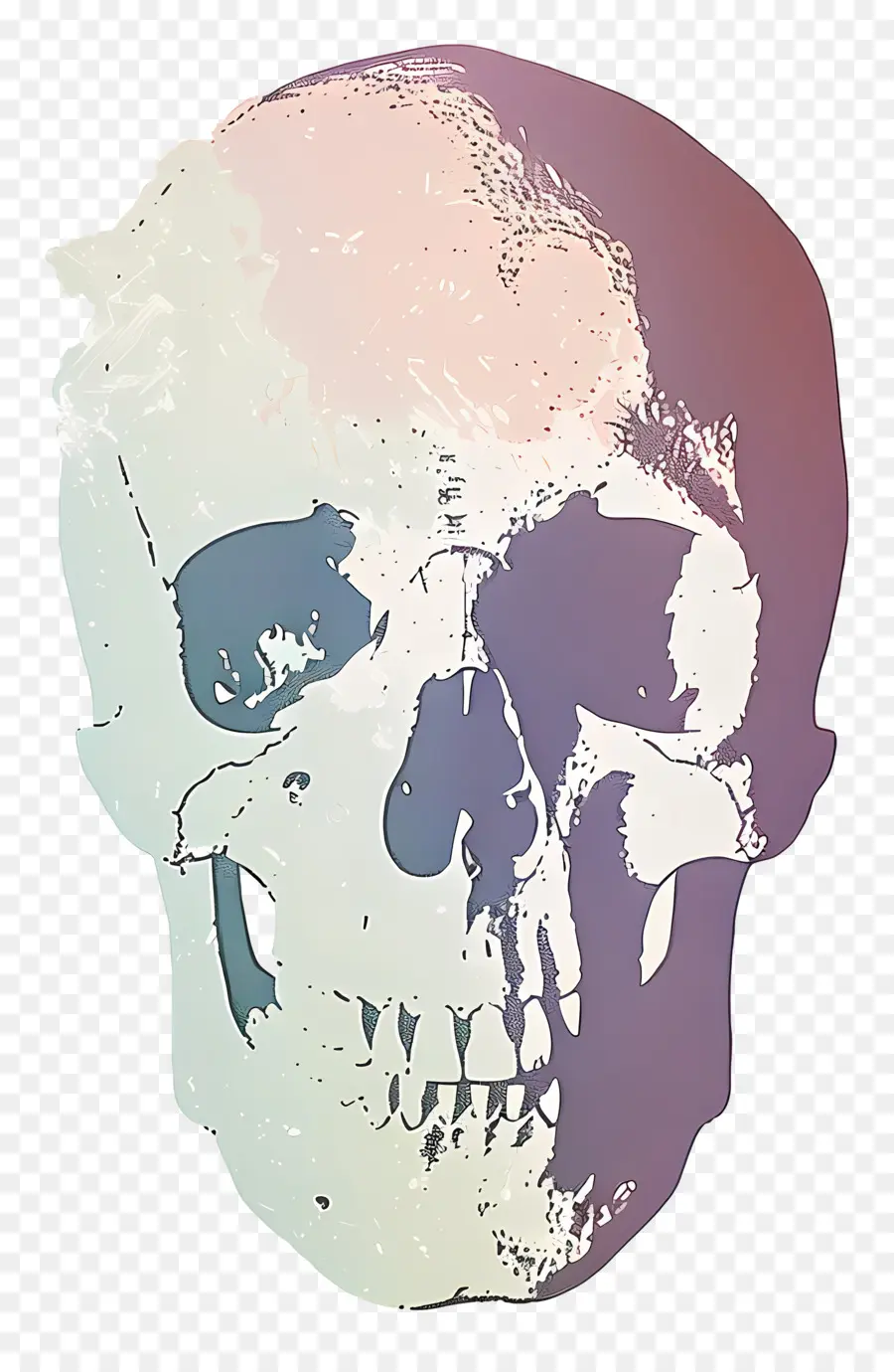 череп，Человеческий череп PNG