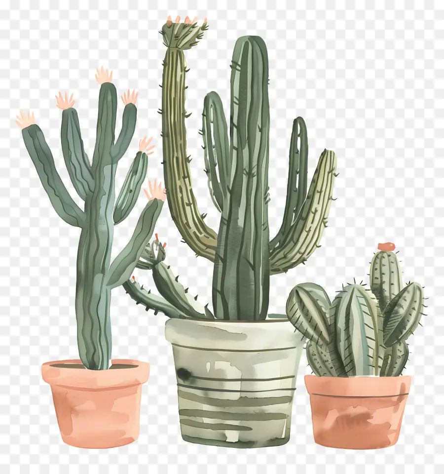 кактус，Cacti PNG