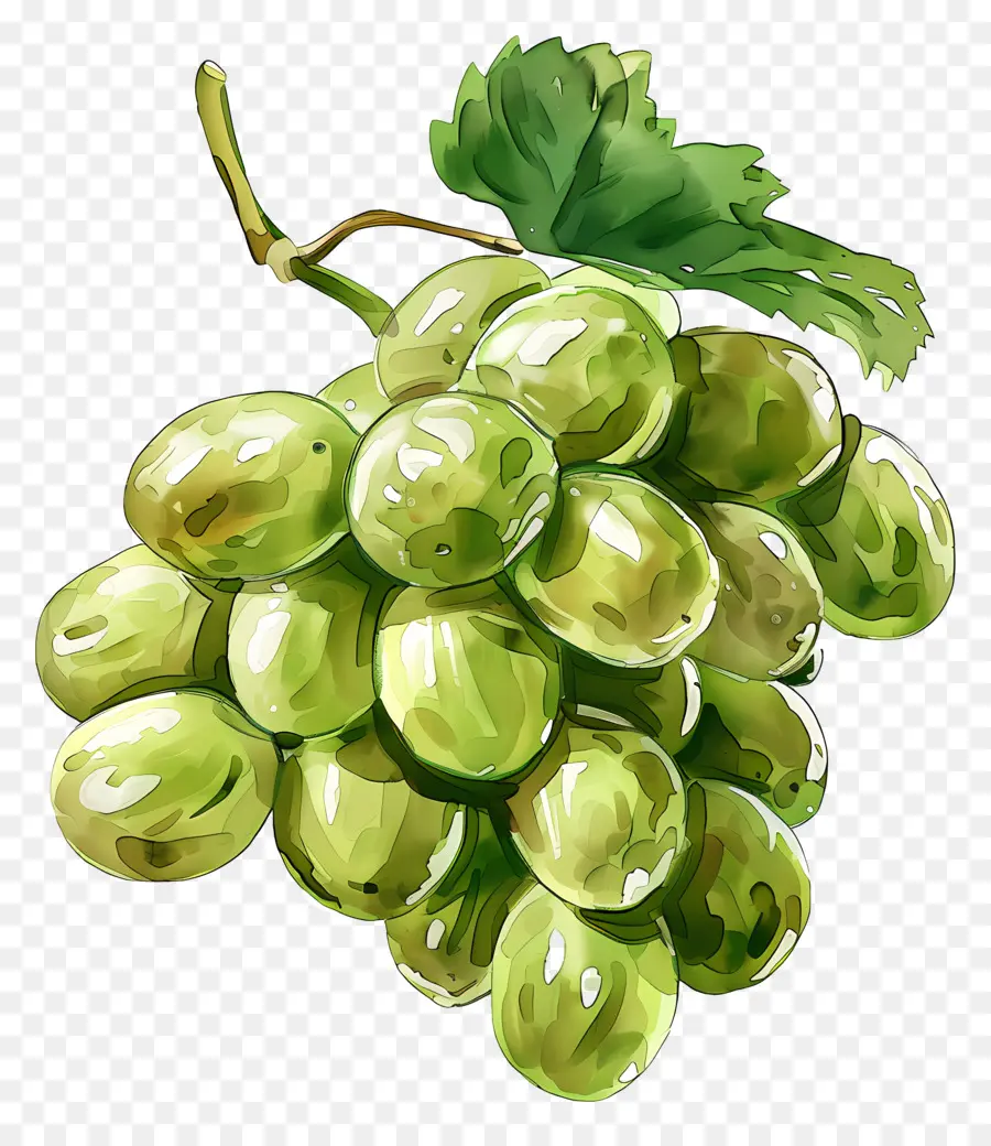 Зеленый виноград，акварельная живопись PNG