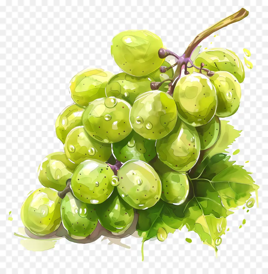 Зеленый виноград，виноград PNG